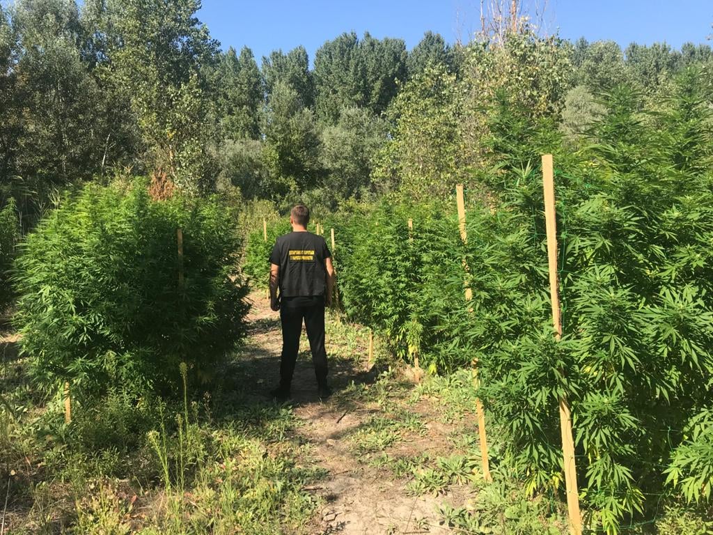 У херсонських плавнях поліцейські виявили насадження коноплі вартістю близько мільйона гривень