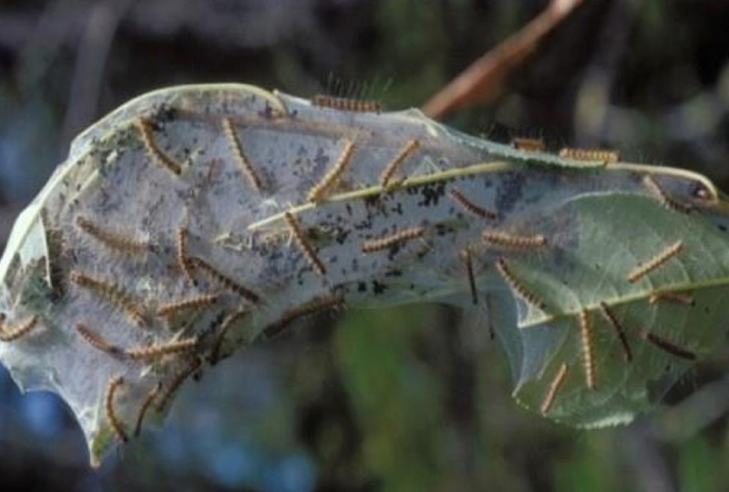 В Херсонской области произошло нашествие американской белой бабочки