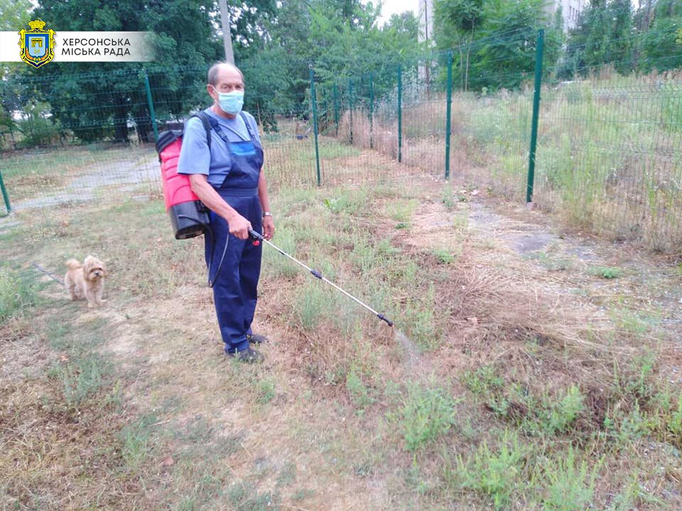 У Херсоні почали застосовувати новий біохімічний засіб проти амброзії