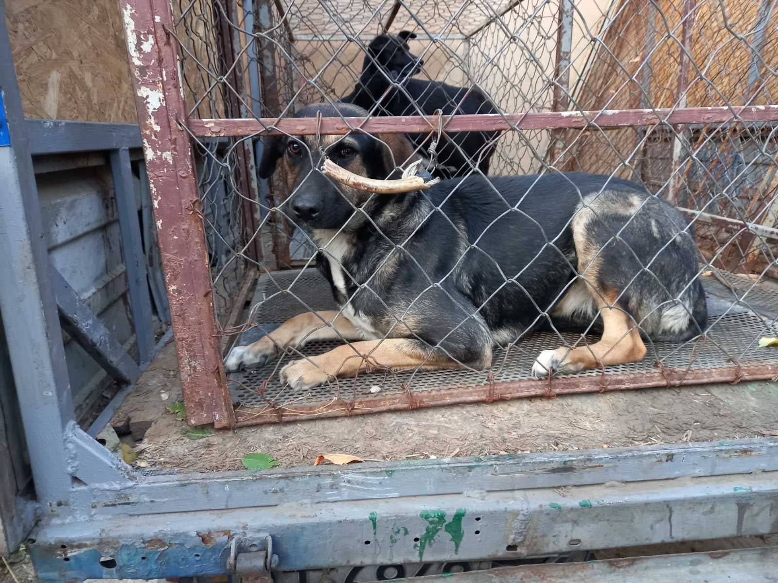 У Херсоні за тиждень було відловлено 20 безпритульних собак