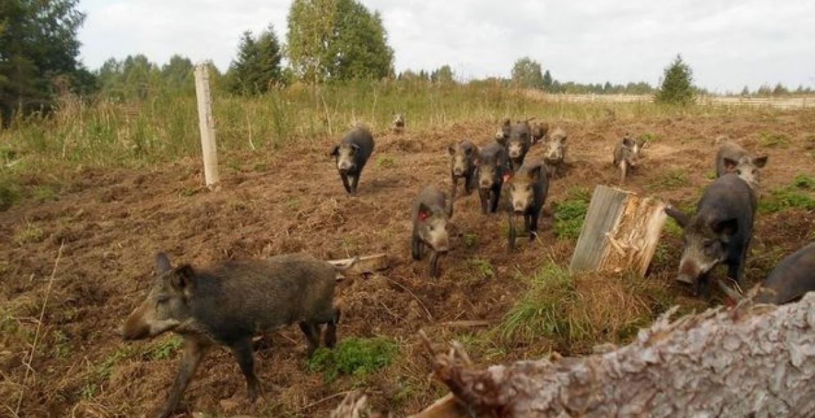 Знищують городину та теплиці: село на Херсонщині атакували дикі кабани