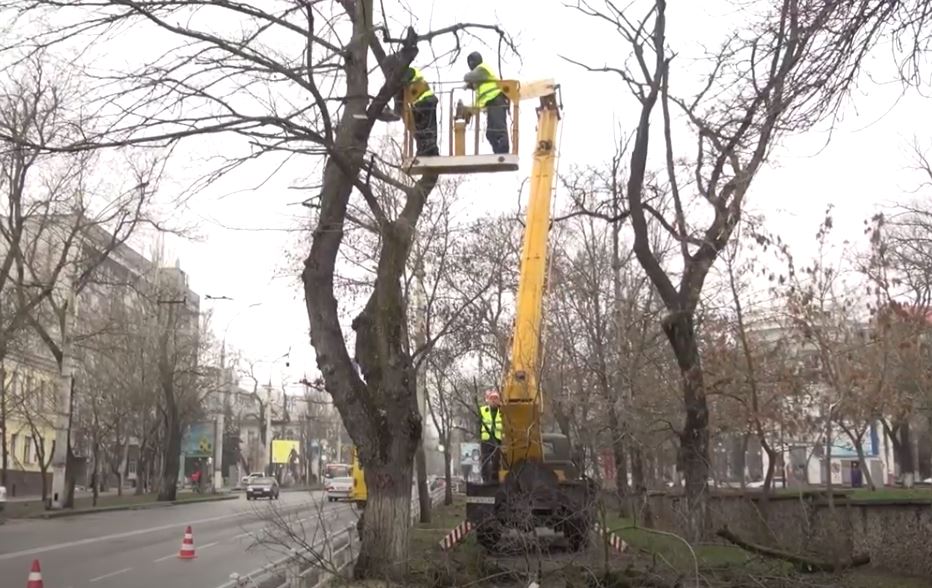 По проспекту Ушакова у Херсоні планують прибрати 138 аварійних дерев