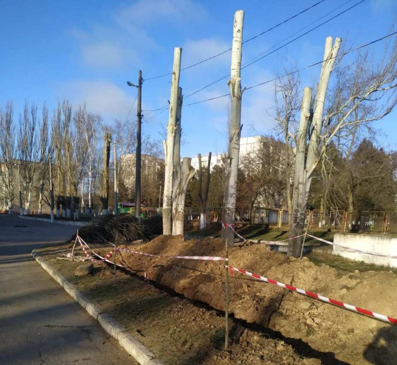 В Херсоне варварски обрезают тополя