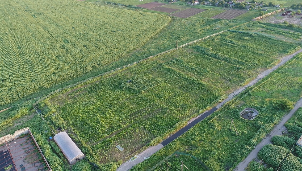 Слідчі направили до суду обвинувачення відносно групи наркозлочинців, які виростили понад 34 тисячі кущів конопель