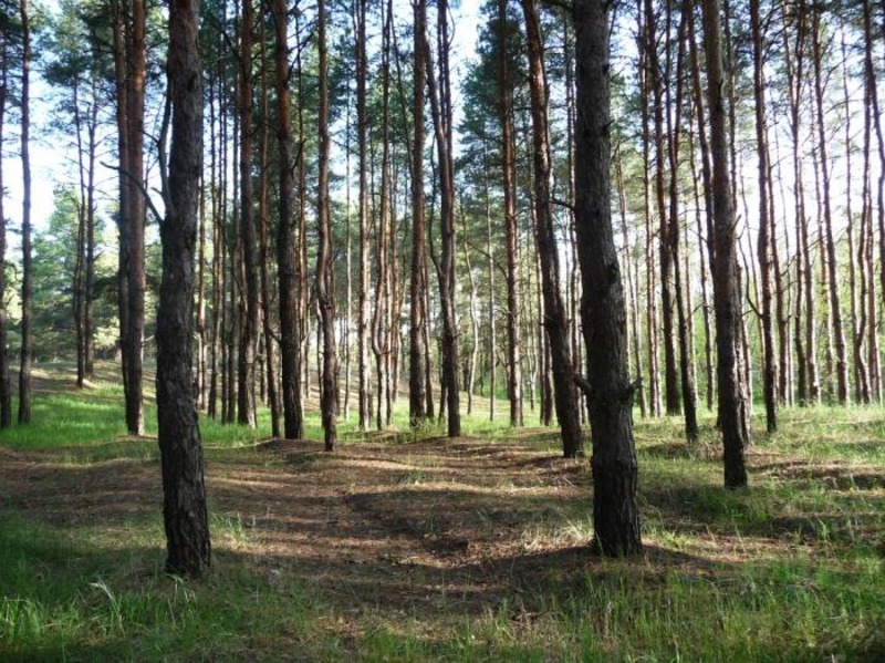 СБУ викрила махінації із землями лісового фонду на Херсонщині