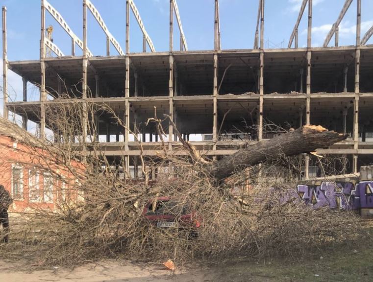 В центре Херсона упавшее большое дерево полностью накрыло припаркованный автомобиль, - ФОТО