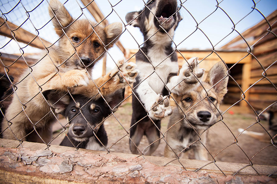 Херсонців просять допомогти притулку для тварин “Helpanimals _ks”