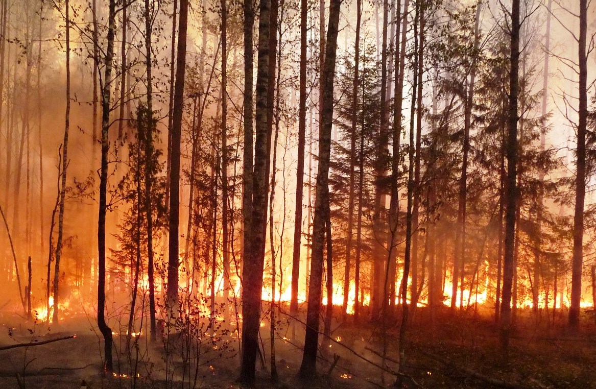 На Херсонщині знову горять ліси