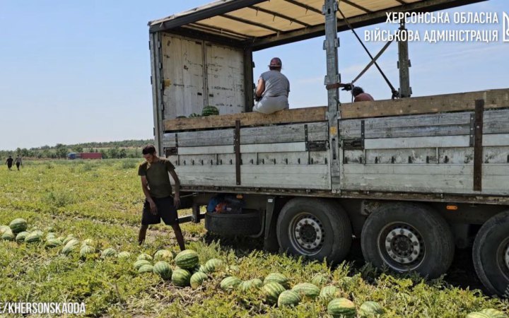 Ранні кавуни на Херсонщині