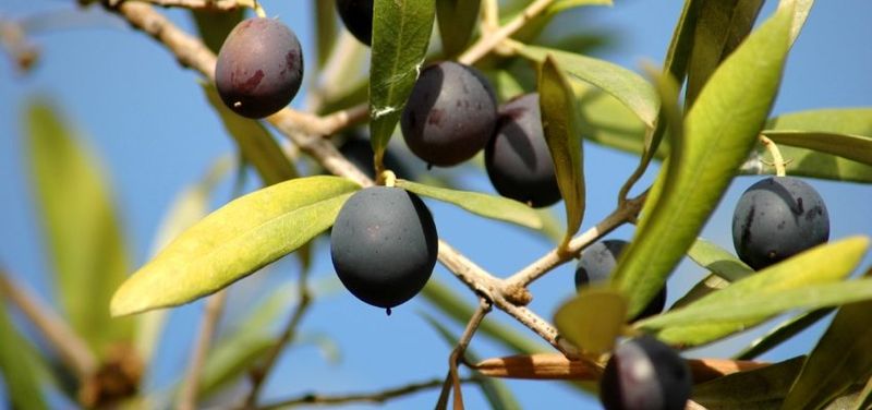 Херсонщина готова надати земельні ділянки для залучення міжнародних інвестиційних проектів