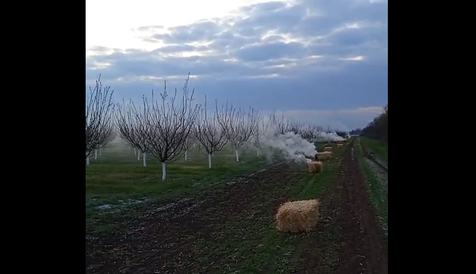 У Бериславському районі через нічні заморозки постраждав абрикосовий сад