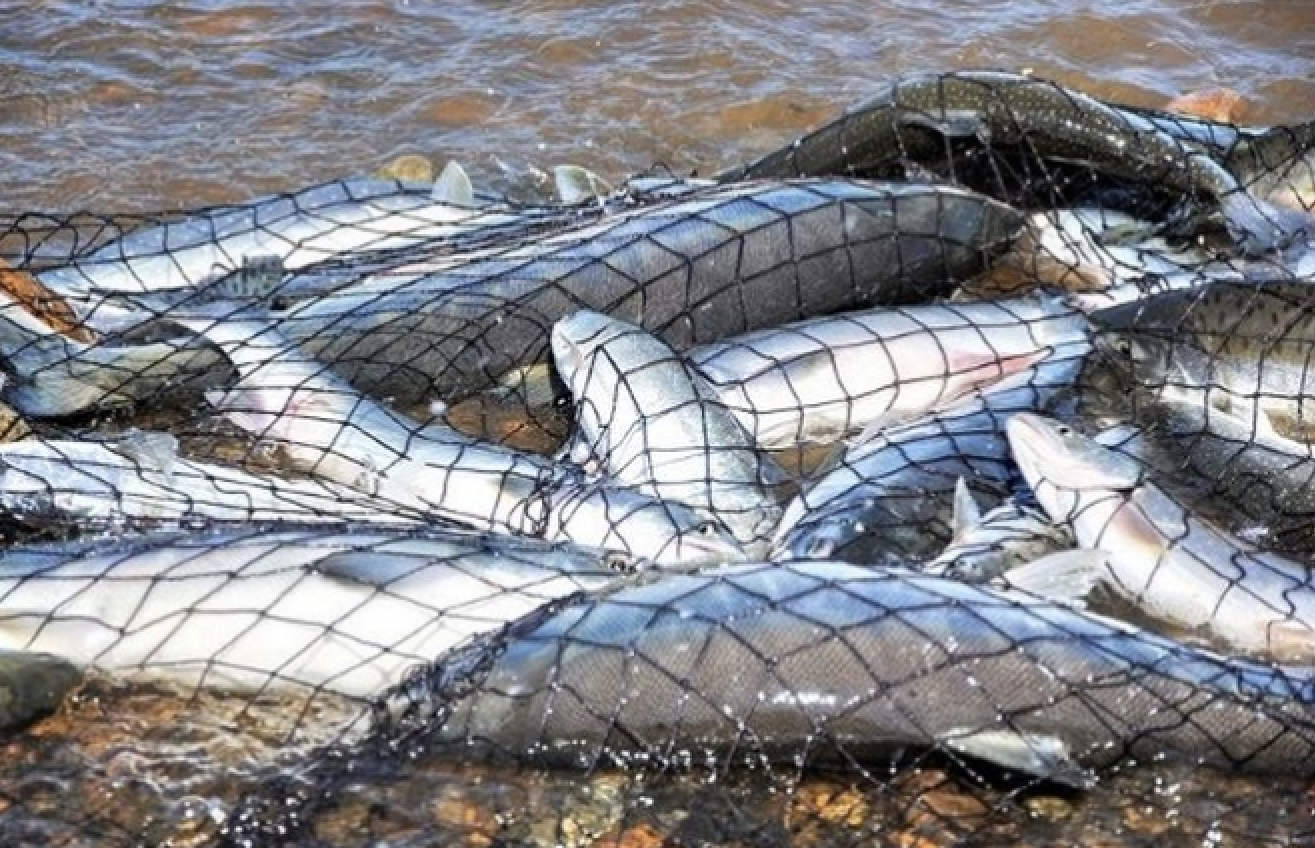 Жителя Херсонщини судитимуть за незаконний вилов риби