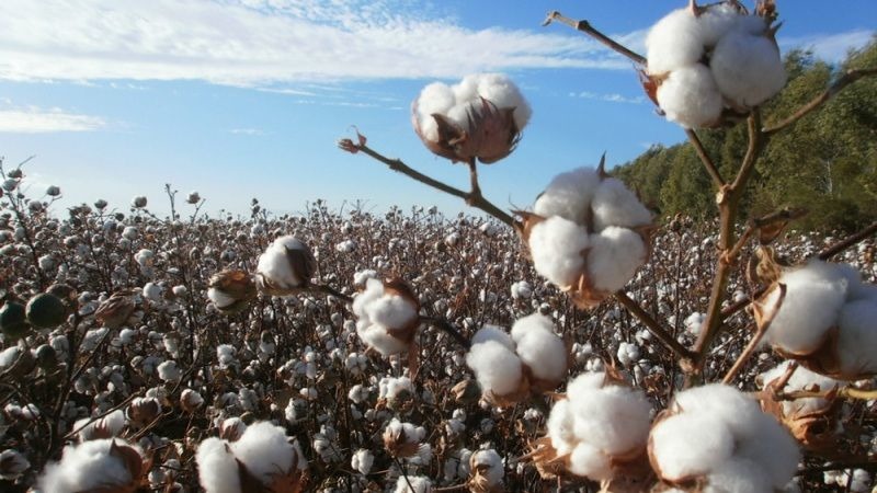 Держава надасть допомогу фермерам на вирощування бавовнику