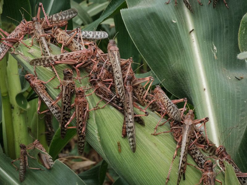 На Херсонщині фіксують поширення сарани