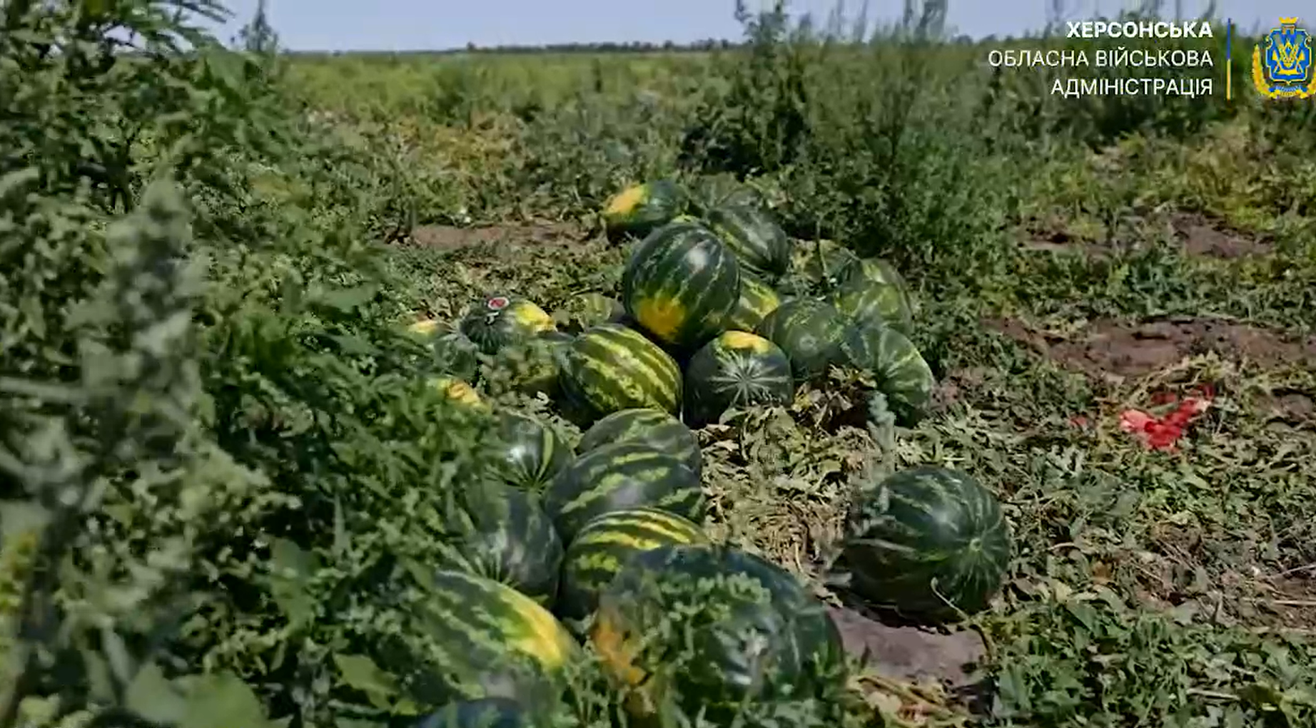 На полях Херсонщини вже зібрали перші п'ятсот тонн  кавунів