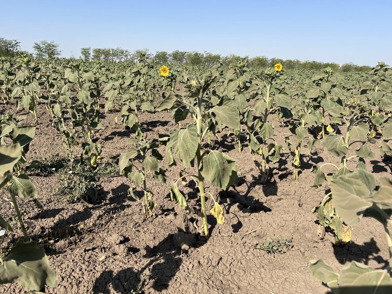 Уряд розширює підтримку аграріїв у прифронтових регіонах Уряд розширює підтримку аграріїв у прифронтових регіонах