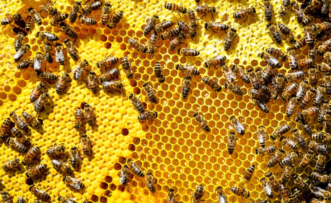 Пасічникам Херсонщини нададуть фінансову допомогу