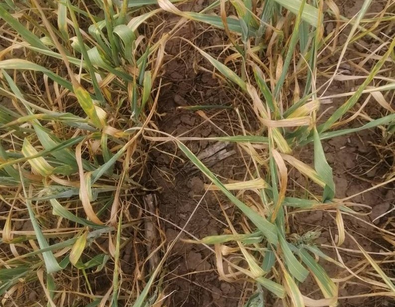 На Херсонщині знищено майже 100 000 гектарів врожаю