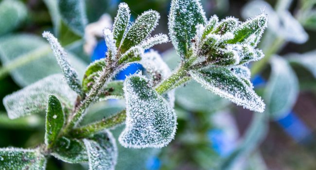 На Херсонщині очікуються сильні заморозки